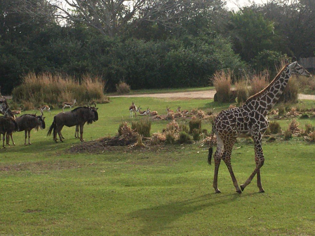 Animals at Animal Kingdom in Disney World